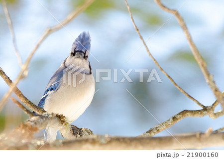 Blue Jay (Cyanocitta cristata) in early springtime 21900160