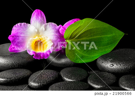 spa background of closeup orchid flower dendrobium 21900566