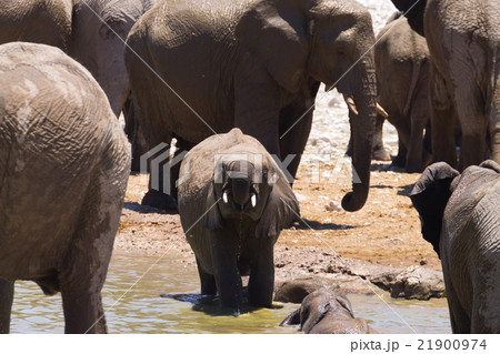 Herd of elephants 21900974