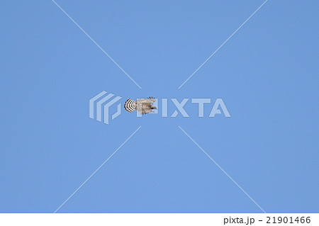 クマタカ 21901466