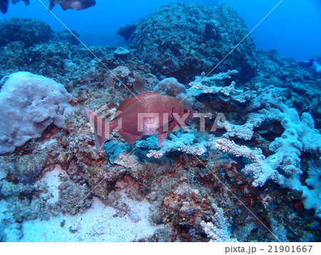 小笠原諸島・父島のサンゴ礁の海を泳ぐミナミイスズミ 21901667