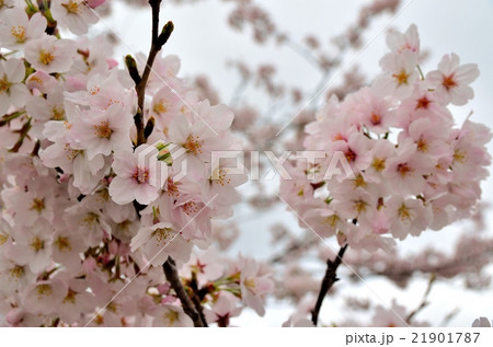 桜 21901787