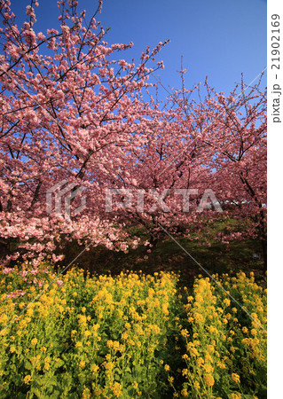 神奈川県松田山の河津桜 21902169