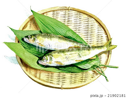 鮎 21902181