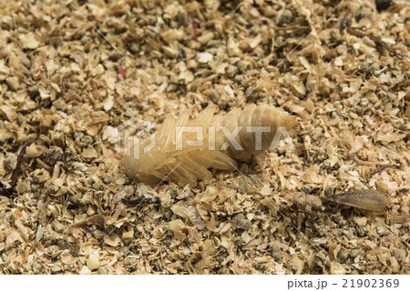 ミールワームの蛹 21902369