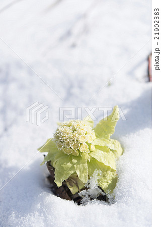 雪とふきのとう 21902383