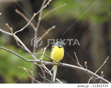 春を待つキセキレイ 21902434