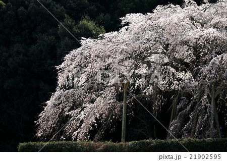 奥山田しだれ桜 21902595