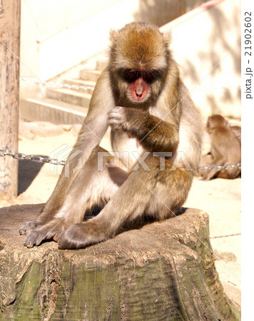 C群のサル(高崎山自然動物公園) C群のサル(高崎山自然動物公園) 21902602