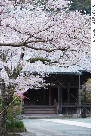 妙本寺の桜 21903040