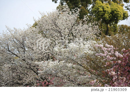 Cherry blossom in spring, Osaka Cherry blossom in spring, Osaka 21903309