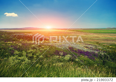 Beautiful meadow with blue sky at sunset 21903372