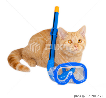 Cat lying with snorkel isolated on white 21903472