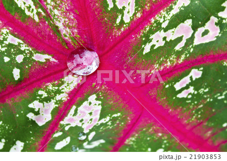 water drop on Caladium bicolor leaf 21903853