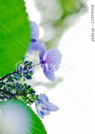 透き通る紫陽花. 21904006