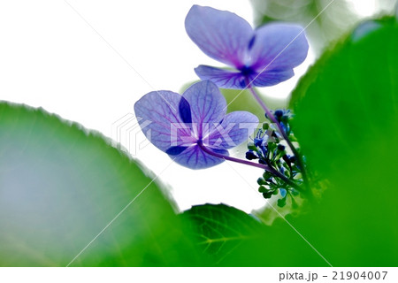 透き通る紫陽花. 21904007