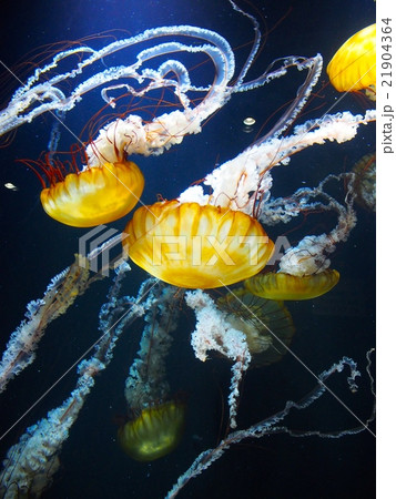 アカクラゲ 赤い縞模様 触手 アカクラゲ 赤い縞模様 触手 21904364