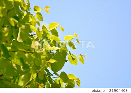 新緑(カツラの葉) 新緑(カツラの葉) 21904403