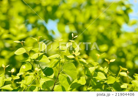 新緑(カツラの葉) 21904406