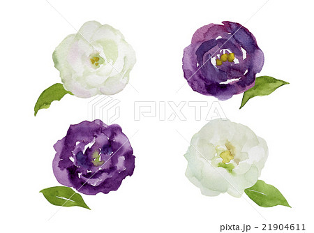 紫と白のトルコキキョウの花 水彩イラストのイラスト素材