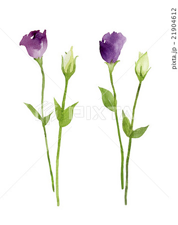 紫と白のトルコキキョウ 花とつぼみの水彩イラストのイラスト素材 21904612 Pixta