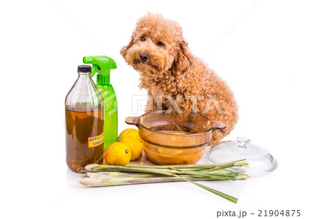 Apple cider vinegar mix, effective flea repellent Apple cider vinegar mix, effective flea repellent 21904875