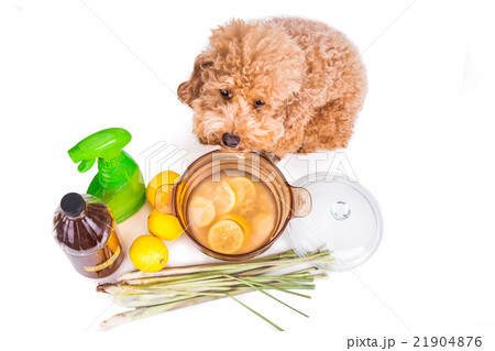 Apple cider vinegar mix, effective flea repellent Apple cider vinegar mix, effective flea repellent 21904876