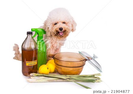 Apple cider vinegar mix, effective flea repellent Apple cider vinegar mix, effective flea repellent 21904877