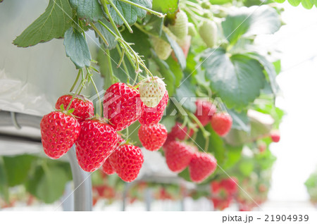 高設栽培のいちご狩り 21904939