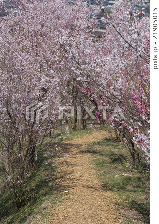 花見山 花見山 21905015