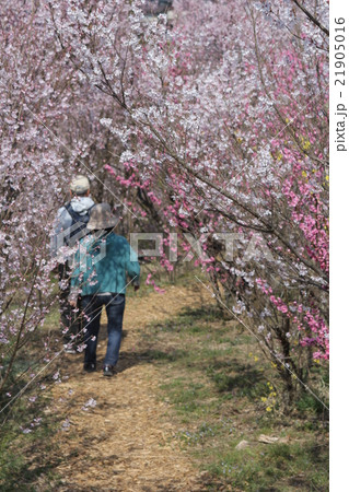 花見山 21905016