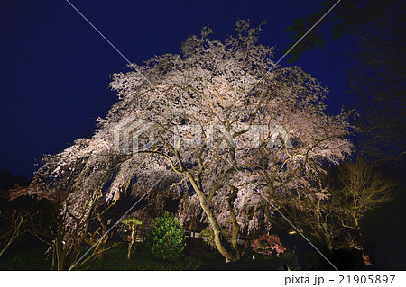 夜桜 21905897