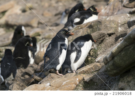 フォークランド諸島のイワトビペンギン フォークランド諸島のイワトビペンギン 21906018