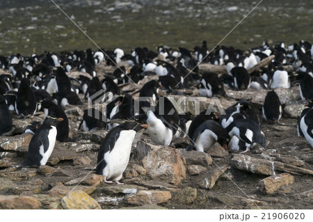 フォークランド諸島のイワトビペンギン 21906020