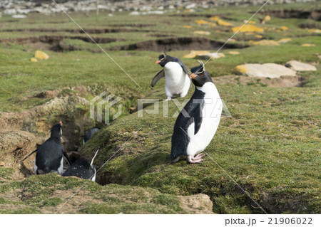フォークランド諸島のイワトビペンギン 21906022