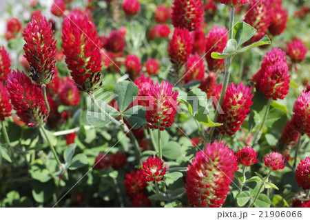 紅花詰草の赤い花 21906066
