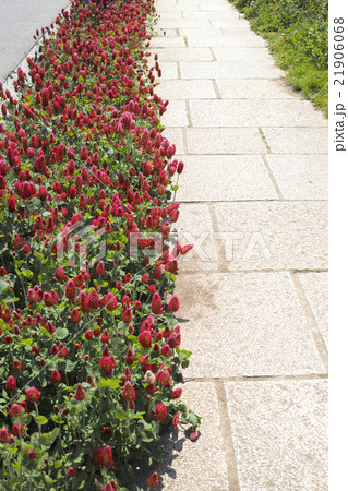 路傍に咲く紅花詰草の赤い花　縦位置 21906068