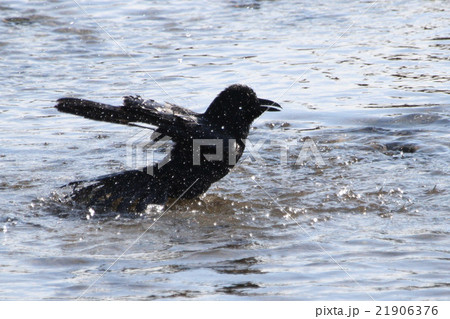 カラスの行水の写真素材