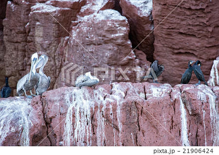 Pelican portrait relaxing on the rocks Pelican portrait relaxing on the rocks 21906424