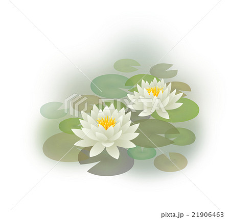 睡蓮　喪中欠礼 21906463