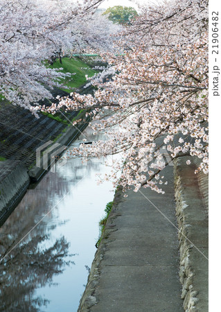 高田千本桜 21906482