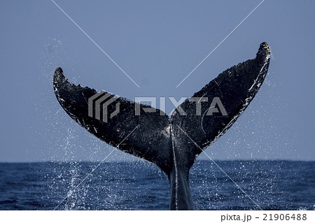 小笠原のザトウクジラのテールスラップ 21906488