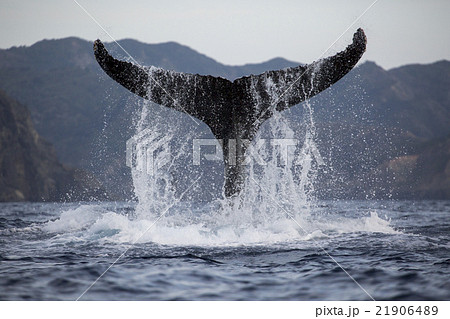 小笠原のザトウクジラのテールスラップ 21906489