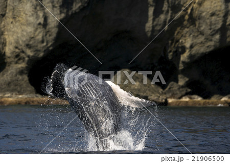ブリーチングする小笠原のザトウクジラ ブリーチングする小笠原のザトウクジラ 21906500