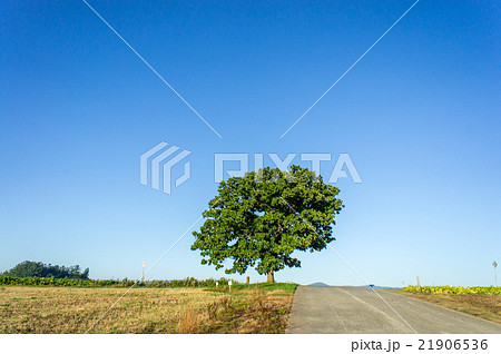 北海道美瑛　青空とセブンスターの木 21906536