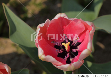 サーモンインプレッション・チューリップの花 21906732