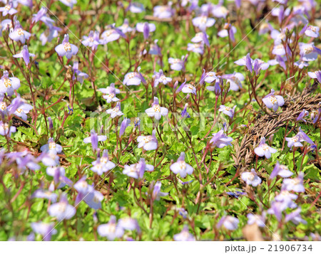 ムラサキサギゴケ 21906734