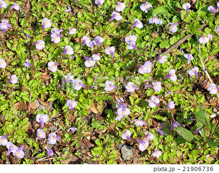 サギゴケ サギゴケ 21906736