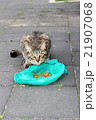 餌を食べる野良猫 21907068