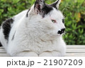 くつろぐ猫 21907209